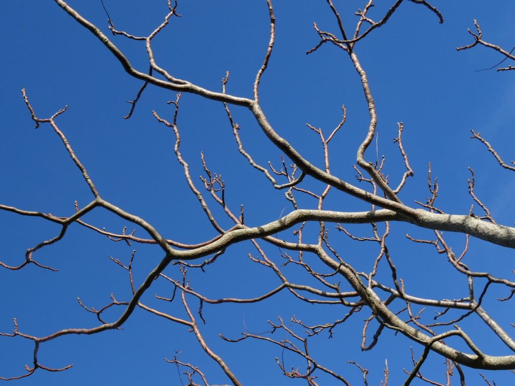 Bare tree branches against a sky-blue background