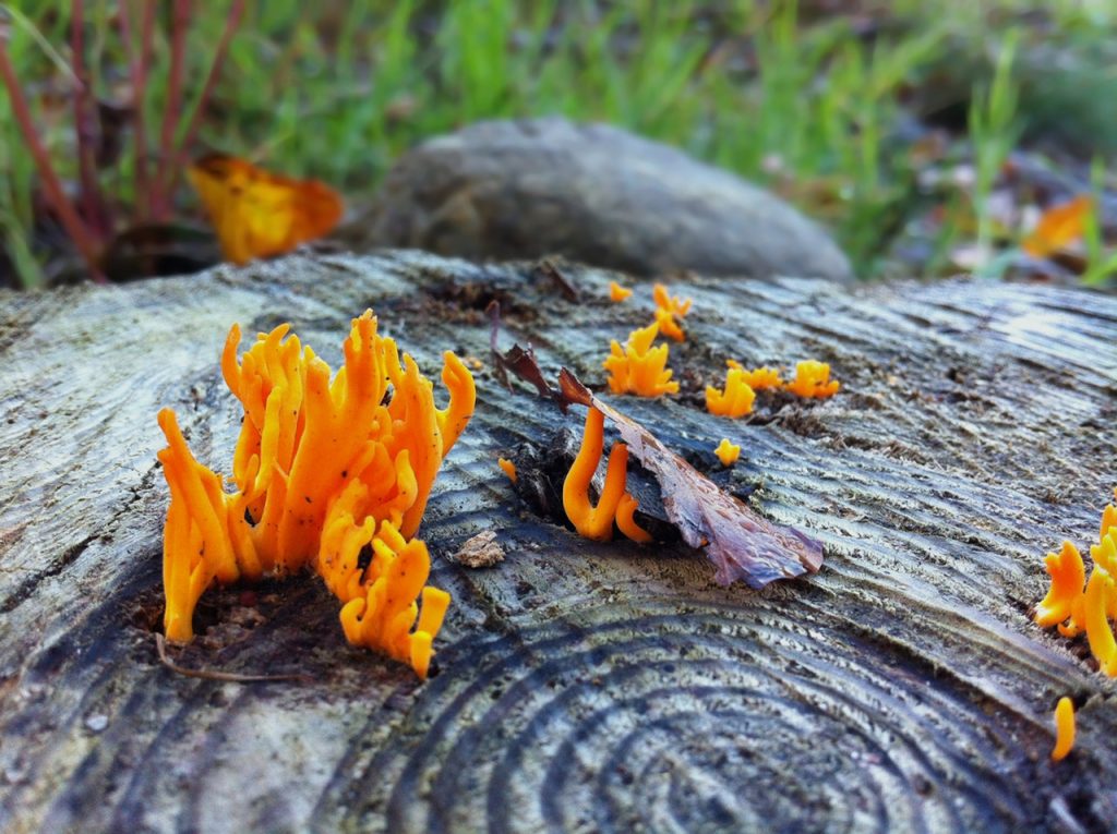 A stump with orange moss growing out of it