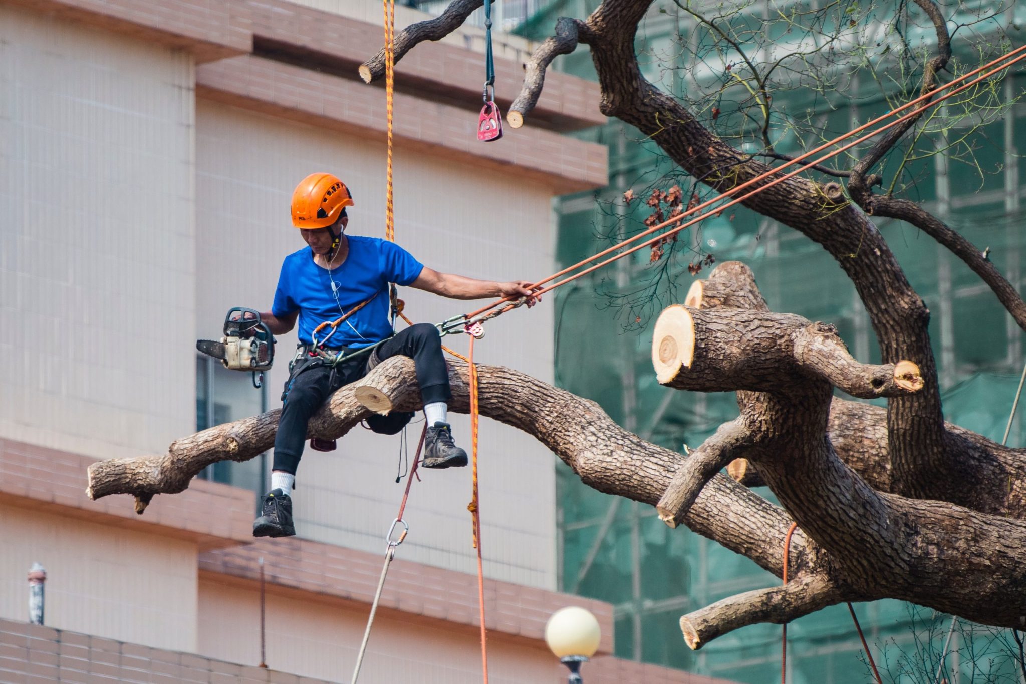 arborists using specialized rigging equipment on a decaying tree