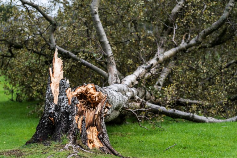 How To Prepare Your Trees for Summer Storms in Greater Cincinnati ...