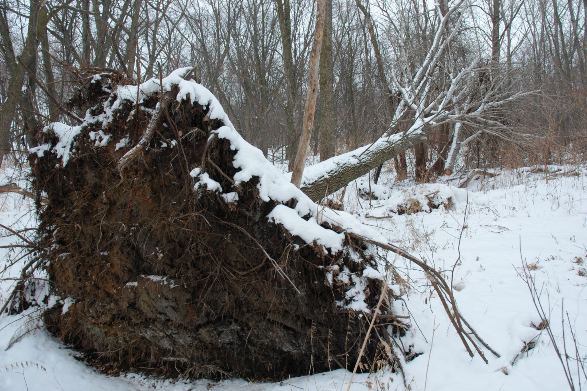 emergency response team clearing storm damaged tree