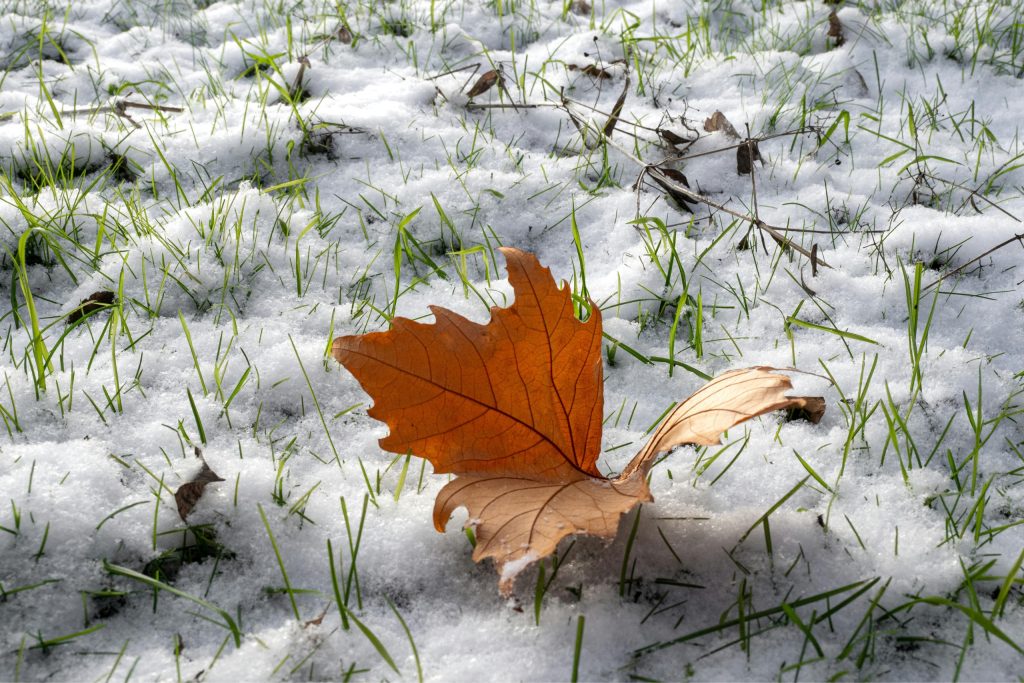 The Effect of Heavy Snowfall on Trees