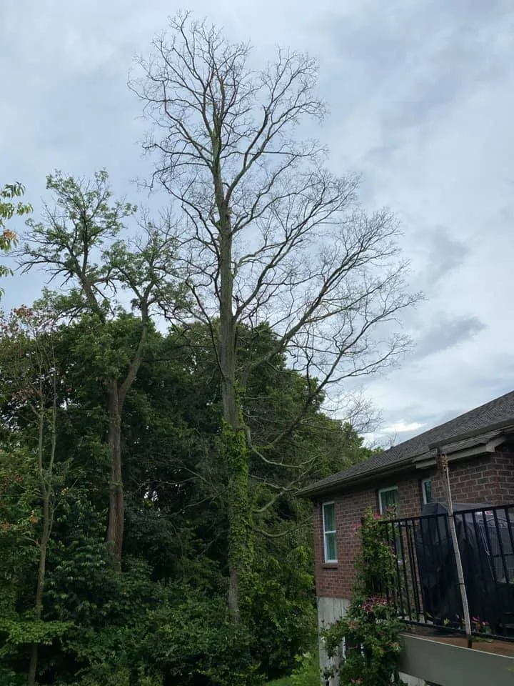 cost to remove a dead tree