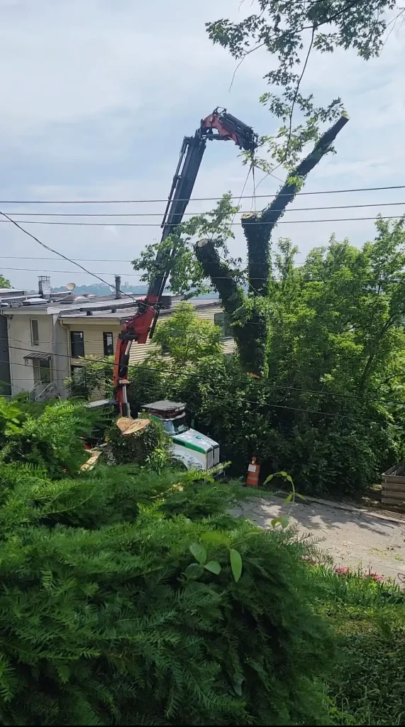 24/7 emergency tree removal