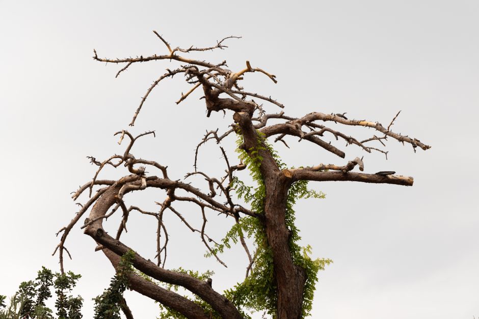 cost of dead tree removal