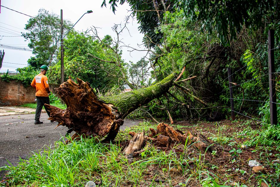 bush removal cost