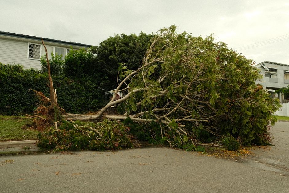 storm damage tree cleanup