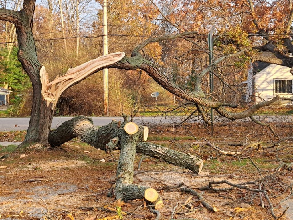 hazard tree identification