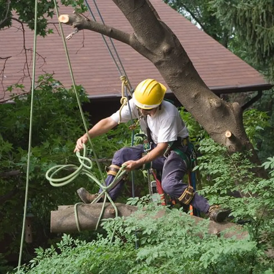 Greater Cincinnati tree service